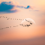 20221115 -- Performance Max Migrations in Google Ads -- Jack