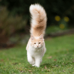 20230711 -- The Value of Longtail Keywords for Your SEO Strategy -- Maureen