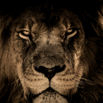 20240308 -- MGoogle’s March Algorithm Updates Will Come in (and Go out) Like a Lion -- Jill